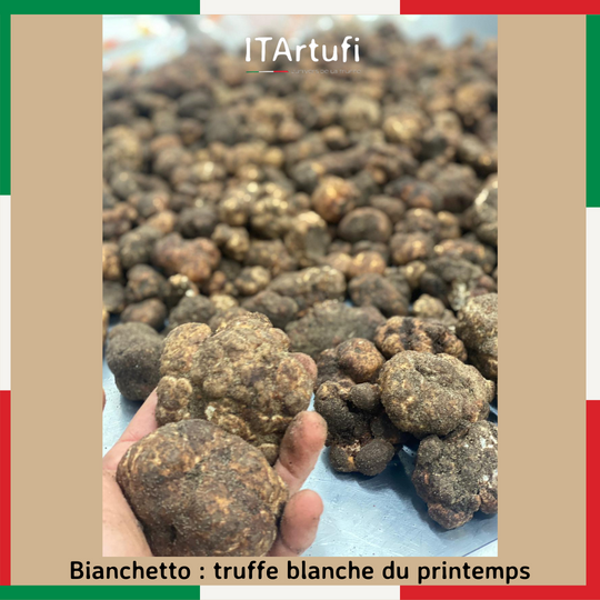 Tout savoir sur la Truffe Bianchetto - Truffe blanche italienne du printemps